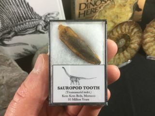 Titanosaurid Sauropod Tooth 04 - Kem Kem,  Morocco,  Dinosaur Fossil
