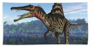 HUGE Spinosaurus tooth Dinosaur teeth fossil Morocco fossilized Dinosaur tooth 2