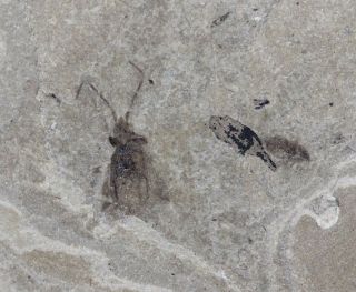 Green River Formation,  Fossil Insect,  Coleoptera,  Unusual Beetle