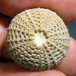 19mm Brown Gray White Natural Indonesia Echinoid Fossil Sea Urchin Jurassic Age