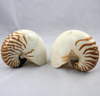 2 Large Tiger Nautilus Shells 7 " & 6 - 5/8 "