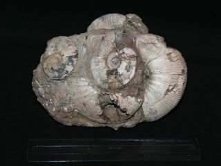 Ammonite Cadoceras Sokolovi Jurassic Callovian Russia Fossil