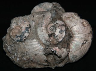 Ammonite Cadoceras sokolovi Jurassic Callovian Russia Fossil 2