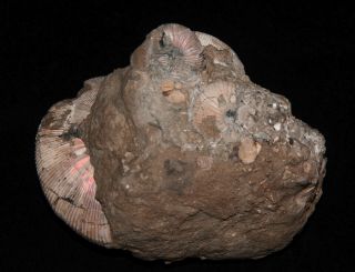 Ammonite Cadoceras sokolovi Jurassic Callovian Russia Fossil 3