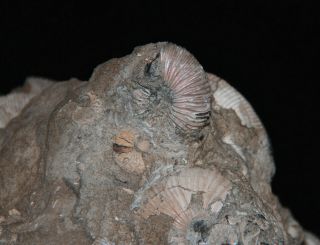 Ammonite Cadoceras sokolovi Jurassic Callovian Russia Fossil 4