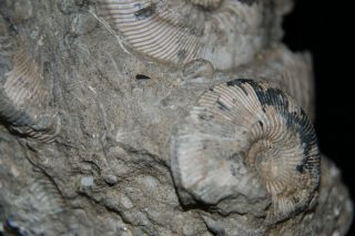 Ammonite Cadoceras sokolovi Jurassic Callovian Russia Fossil 5