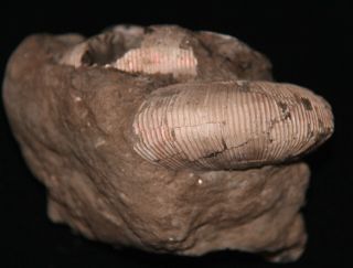 Ammonite Cadoceras sokolovi Jurassic Callovian Russia Fossil 6
