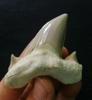 Large And Wide Fossil Shark Tooth,  Otodus Obliquus Teeth From Morocco