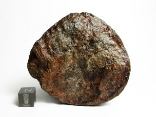 NWA x Meteorite 123.  76g Oriented Chondrite Capstone 2