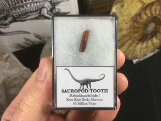Rebachisaurid Sauropod Tooth 03 - Kem Kem,  Morocco,  Dinosaur Fossil