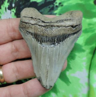 Megalodon Sharks Tooth 2 3/4  Inch No Restorations Fossil Sharks Tooth Teeth