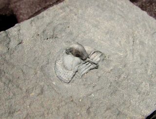 Rare Cryptolithus Trilobite Fossil York