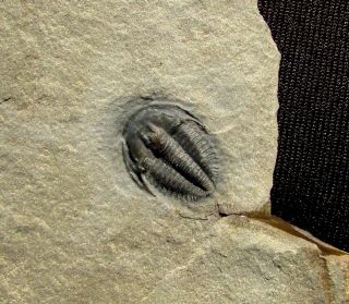 Sweet Bythicheilus Trilobite Fossil