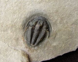Sweet Bythicheilus trilobite fossil 2