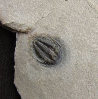 Sweet Bythicheilus trilobite fossil 3