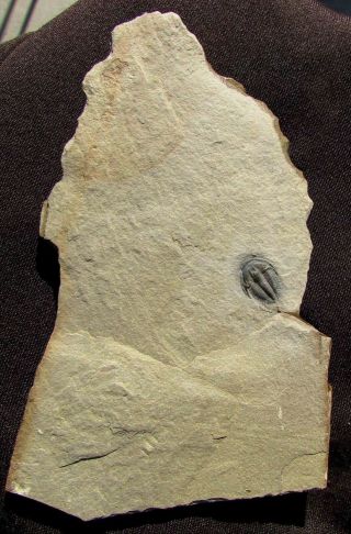 Sweet Bythicheilus trilobite fossil 4