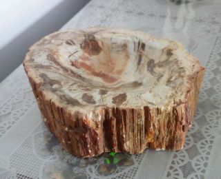 579g Petrified Wood Round Fossil Specimen Madagascar