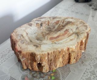 579g Petrified Wood Round Fossil Specimen Madagascar 3
