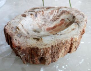579g Petrified Wood Round Fossil Specimen Madagascar 4