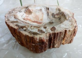579g Petrified Wood Round Fossil Specimen Madagascar 5
