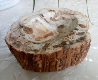 579g Petrified Wood Round Fossil Specimen Madagascar 6