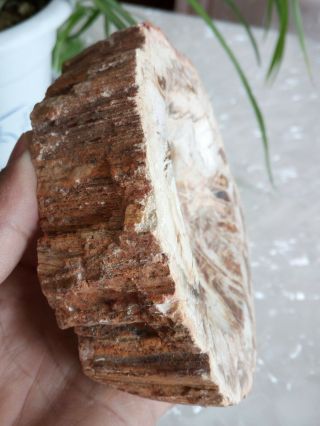 579g Petrified Wood Round Fossil Specimen Madagascar 7
