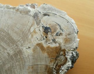 Petrified Wood Fossil,  Half Round,  Polished,  Triassic Lune River,  Tasmania. 2