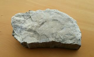Petrified Wood Fossil,  Half Round,  Polished,  Triassic Lune River,  Tasmania. 3
