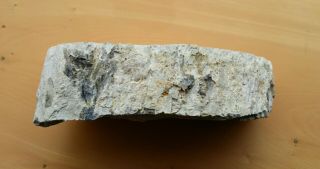 Petrified Wood Fossil,  Half Round,  Polished,  Triassic Lune River,  Tasmania. 4