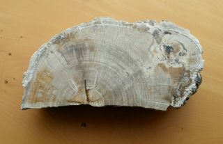 Petrified Wood Fossil,  Half Round,  Polished,  Triassic Lune River,  Tasmania. 5