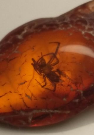 Huge Spider Insect Fossil Inclusion Baltic Amber 1.  4 G.