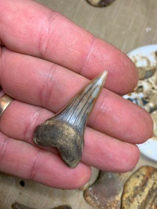 Bakersfield Fossil Shark Tooth Hill Shark Teeth Isurus Hastalis Extinct Miocene