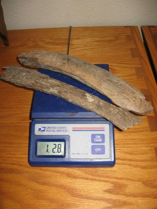 Fossil Wooly Mammoth Bark Tooth Prehistoric Ice Age Specimens X2