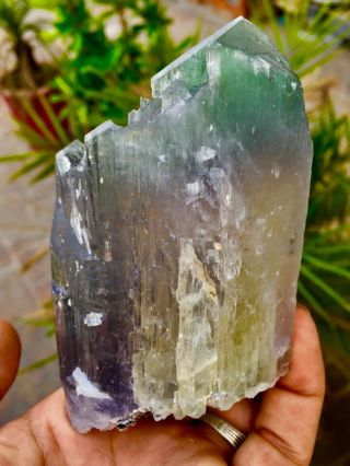 651 Gram Top Quality Terminated Bi Color Kunzite Crystal @afghanistan