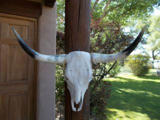 Longhorn Steer Skull 31 1/2 " Inch Wide Long Horns Mounted Bull Cow Head Horn