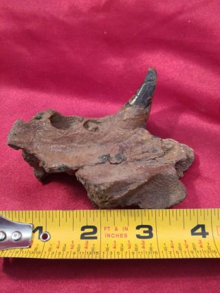 Sea Lion Tooth Fossil In Jaw Fragment,  Bakersfield?