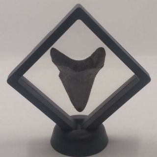 2.  55 " Megalodon Shark Tooth From The Peace River In A 3 - D Floating Frame Display
