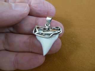 (s1925 - 2) 1 " Oceanic White Tip Shark Tooth Teeth Silver Capped Pendant Necklace