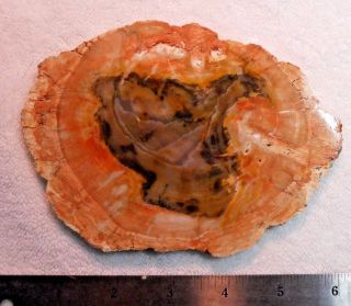 Argentina Petrified Wood,  Full Round Slab With Rings 6.  0 X 4.  25 Inches