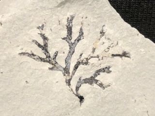 Trilobite - Waldron Shale Branching Graptolite - Fossils - Crinoid - Found 20 Years Ago
