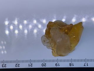 calcite grow in amber Burmite Myanmar Burmese Amber insect fossil dinosaur age 7