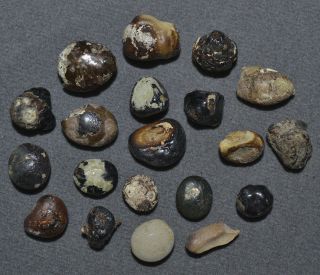 Variety Pack 20 Bezoar Stones 11.  2 Gm Guaranteed Authentic Andean Pearls C671