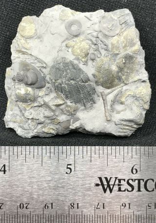 Pyritized Brachiopods,  Crinoid Stems,  Phacops Head Devonian,  Sylvania,  Ohio