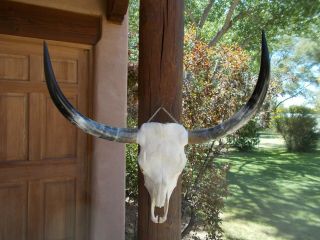 Brahma Bull Skull 32 Inch Wide Long Horns Mounted Steer Cow Head Horn