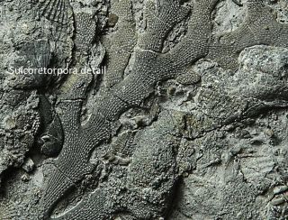 Devonian Brachiopod,  Trilobite Head,  Spectacular Branching Bryozoan Many More