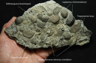 Choice Ordovician Brachiopod Slab W/trilobite Heads,  Bryozoans,  Crinoids Stems