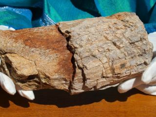 Large Basilosaurus Dinosaur Bone Agate Fossil From Morocco 7.  0 " Inches