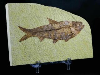 3.  6 In Knightia Eocaena Fossil Fish Green River Wy Eocene Age & Stand
