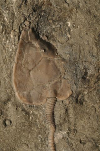 Fossil Cystoid - Amecystis Laevis From Ontario