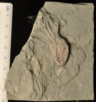 Fossil Crinoid - Pycnocrinus Dyeri From Kentucky